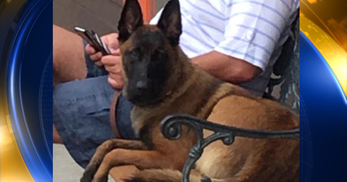 Dog swims more than 6 miles, walks 12 more to find family | FOX 2 Detroit