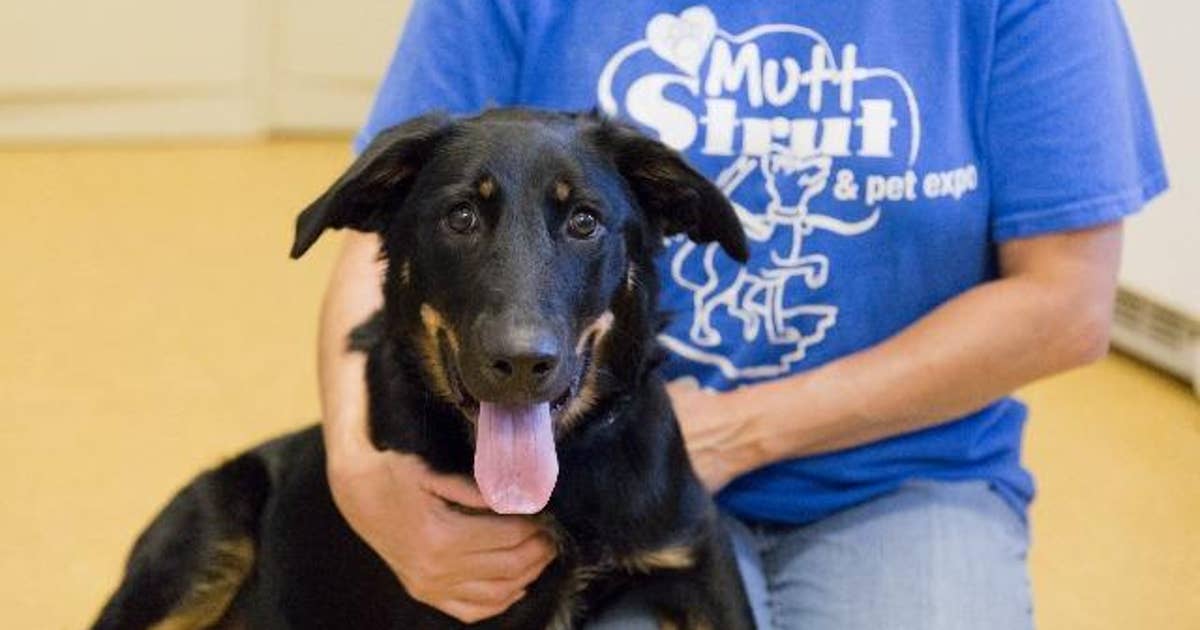 Preventing the loss of your pet | FOX 2 Detroit