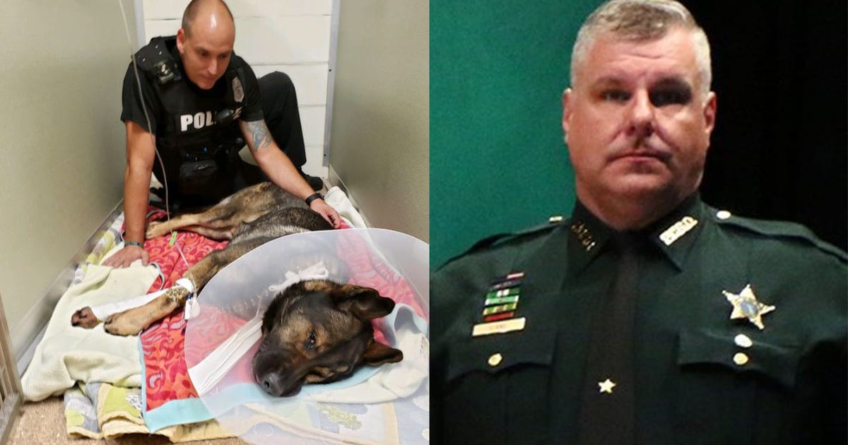 Suspect dead after shooting Pinellas deputy, St. Pete police K-9 ...