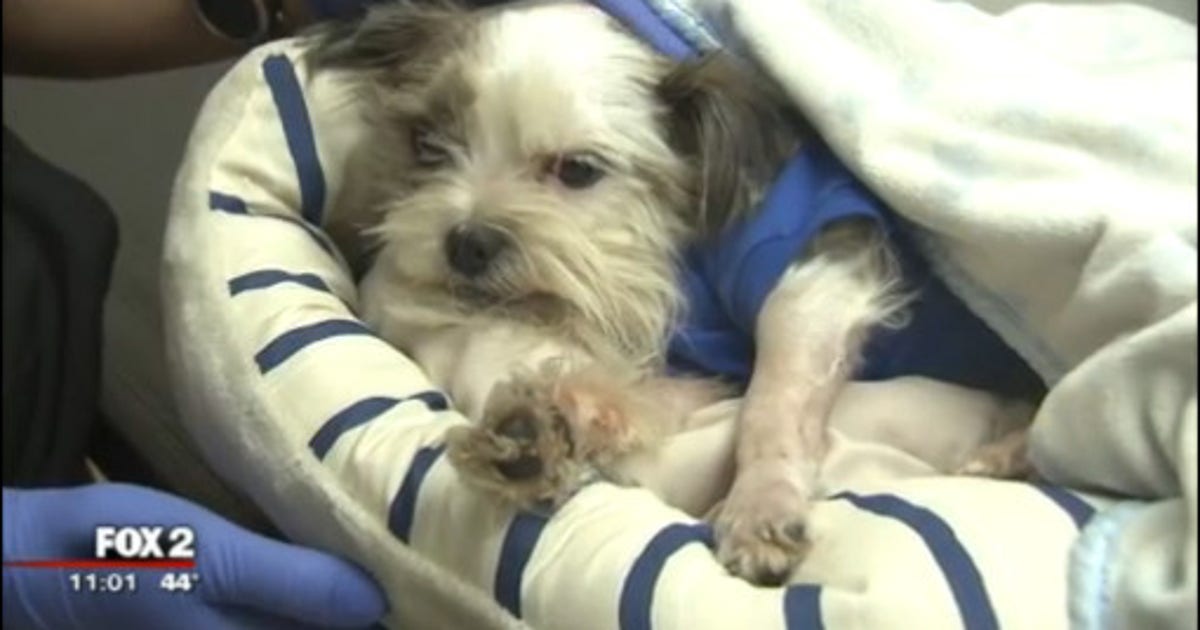Rescue looks for owner of dog found badly injured on road | FOX 2 Detroit