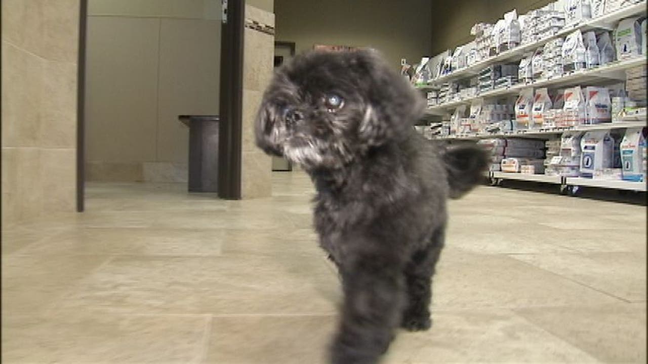 Pet plastic surgery gets popular but not for vanity purposes FOX 2 Detroit