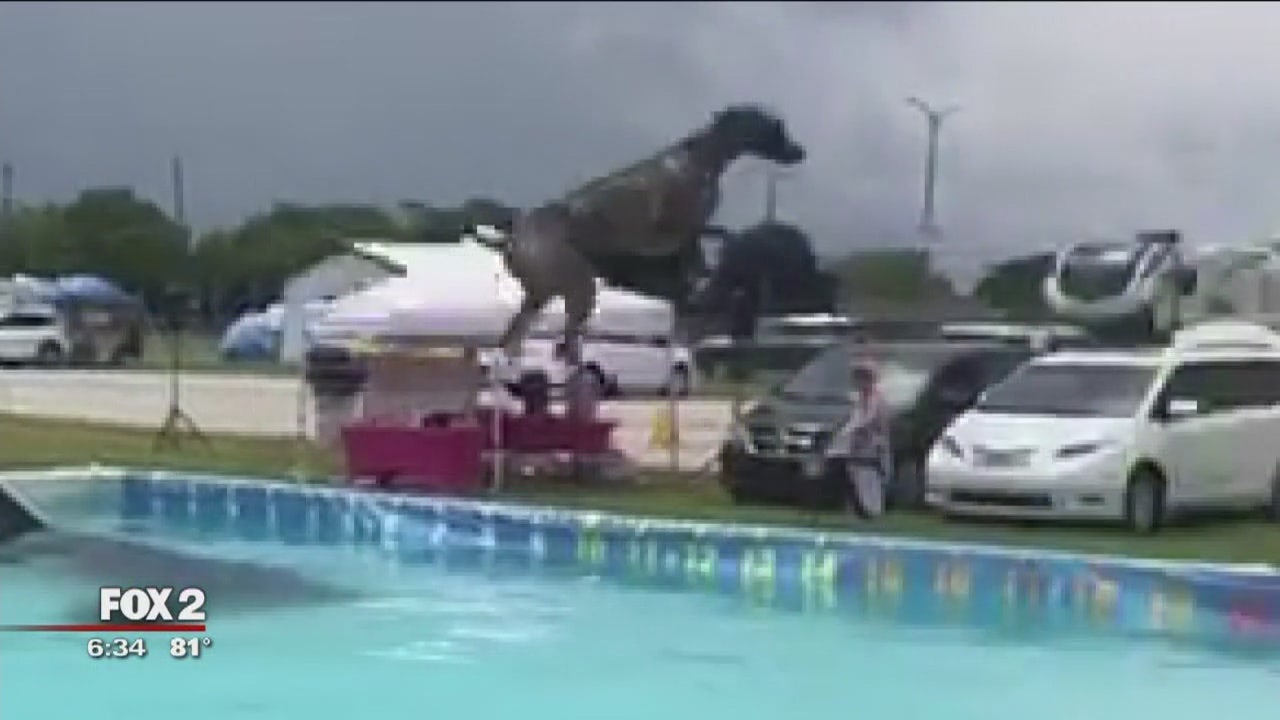 Michigan dog 'Slingshot' is a dock diving champion, world record holder