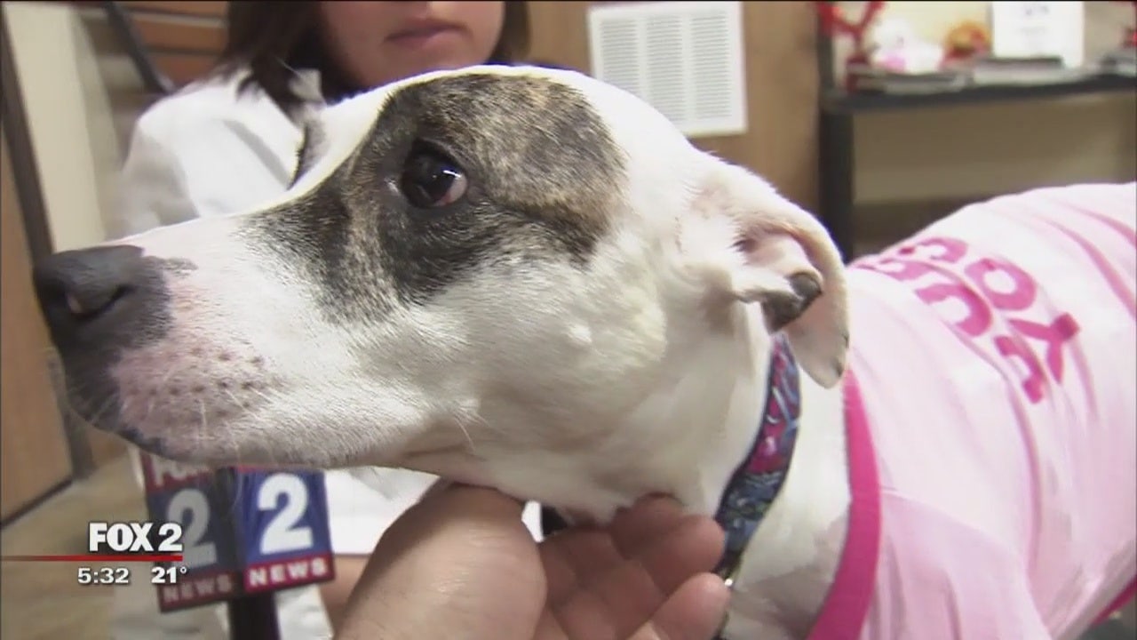 Dog stabbed 9 times gets new home with vet | FOX 2 Detroit