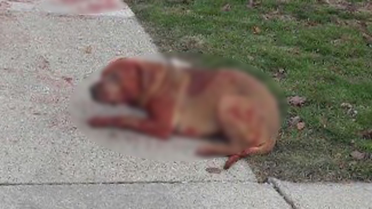 Pit bull shot in Taylor; police say no charges, citing selfdefense