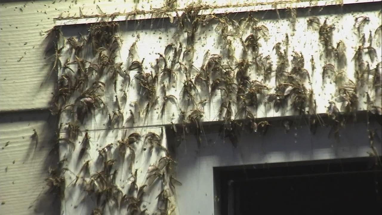 Fishfly season descends on eastern Michigan