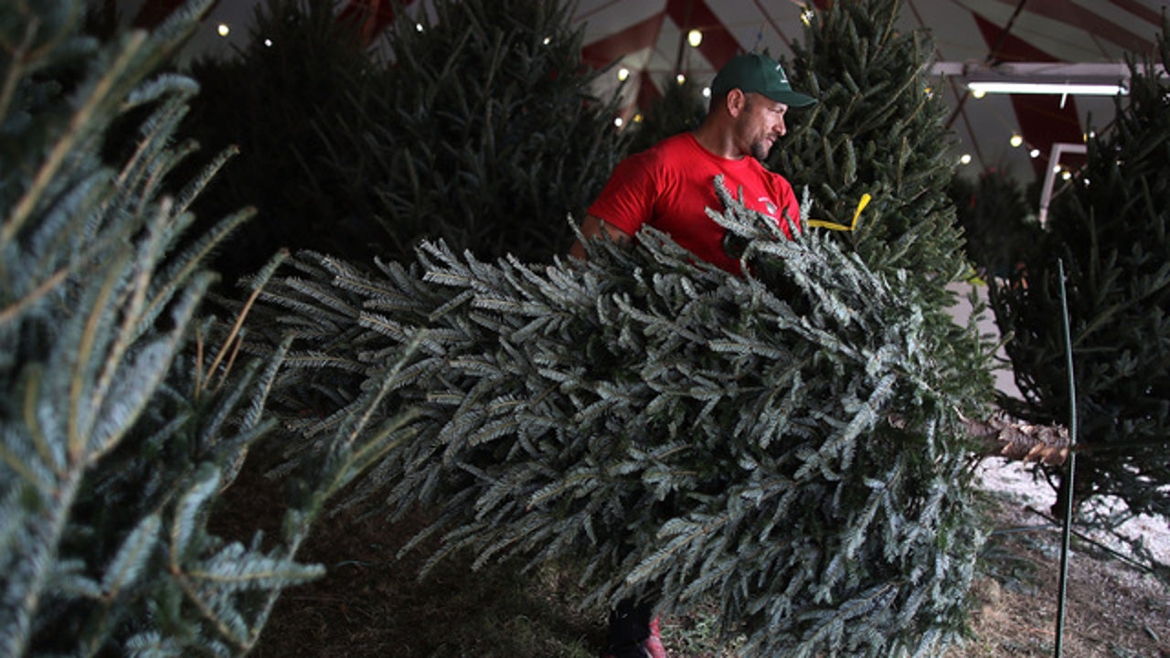 Christmas tree farmers combat popularity of artificial trees with Millennials