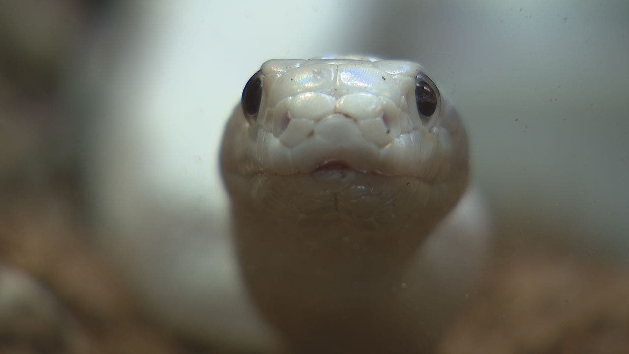 New reptile zoo in Utica promises 'hands on' experiences FOX 2 Detroit