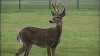 Michigan lawmakers propose longer firearm deer hunting season due to SNAP pause
