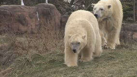 Detroit Zoo Senior Day: Macomb, Oakland, and Wayne County residents 62+ get in for free Wednesday
