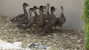 'Deputy' ducks raised in Oakland Co. Sheriff's Office courtyard every year
