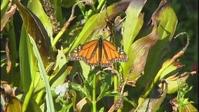 Planting milkweed in a garden can help save the Monarch Butterfly