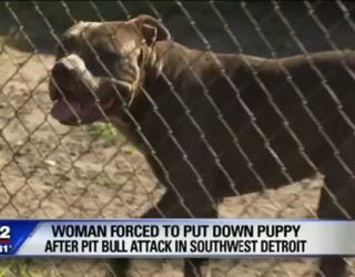 fox 2 detroit