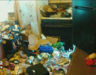 As Many As 100 Cats Removed From Taylor House In Hoarding Situation