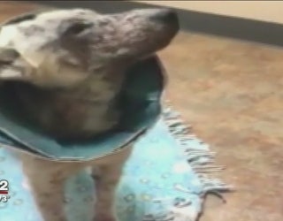abused dog believed to have been bait in fighting ring makes miraculous recovery