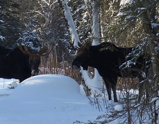 Moose_1548701252638.jpg