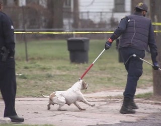 Prosecutor__dogs__saw_child_as_a_meal__0_20151207221820
