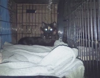 Reward_offered_for_info_on_serial_cat_ki_0_20151210004724