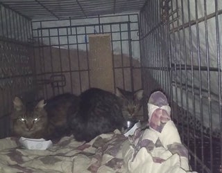 Reward_offered_for_info_on_serial_cat_ki_2_20151210004721