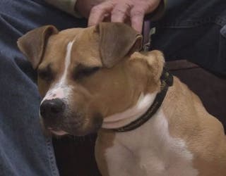 Brownstown Animal Shelter Offers Pets For Vets