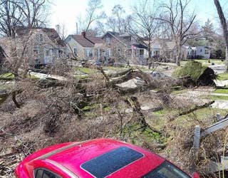 TREE DOWN FERNDALE -- SPENCER AND FAIR_1488995693151.jpg