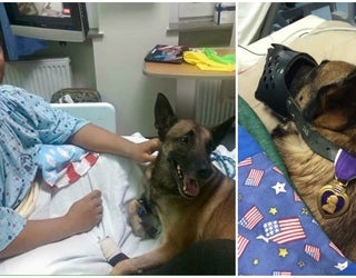 k9 rocky_1450105042942-404959.jpg