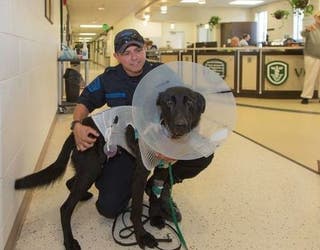 msp dog stabbed3_1502466193435.jpg