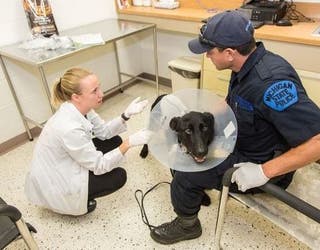 msp dog stabbed_1502466193440.jpg