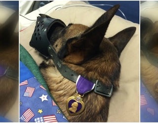 prayers for K9 Rocky_1449834671162-404959.jpg