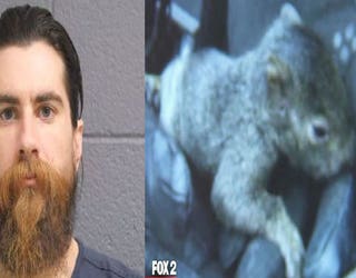squirrel-guy-combo_1463619689356.jpg