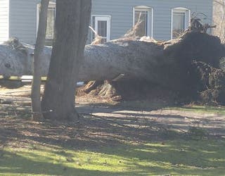 tree down petersburg, michigan Dan Lourie Redigan_1488993242672.jpg