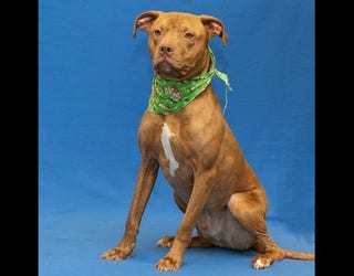 wjbk-dog killed utica sterling-012919 (3)_1548790475525.jpg.jpg