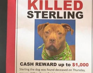 wjbk-sterling utica dog killed-012919_1548788130711.jpg.jpg
