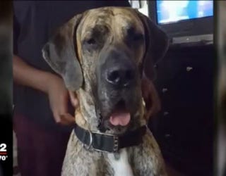 wjbk_greatdane_killed2_10102018_1539226936285.jpg