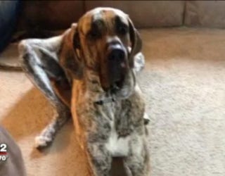 wjbk_greatdane_killed3_10102018_1539226938277.jpg