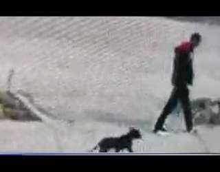 wjbk_man steals puppy from boy with autism2_1558395906331.JPG.jpg