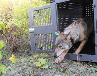 wolf_1548701252694.jpg