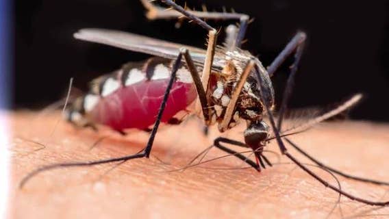 First mosquito-borne virus of year confirmed in Michigan