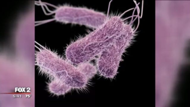 Salmonella scares on rise - what you can do to stay safe