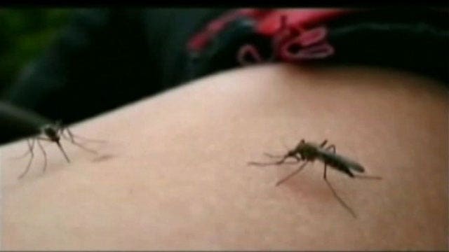 Experts: Wet weather leads to booming mosquito population