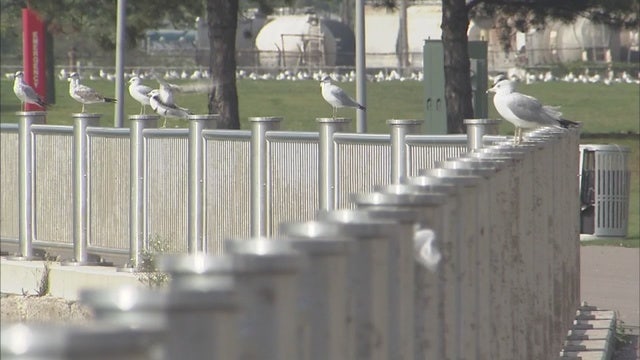 Job opportunity: Detroit seeking to fill 150 seasonal grounds maintenance jobs