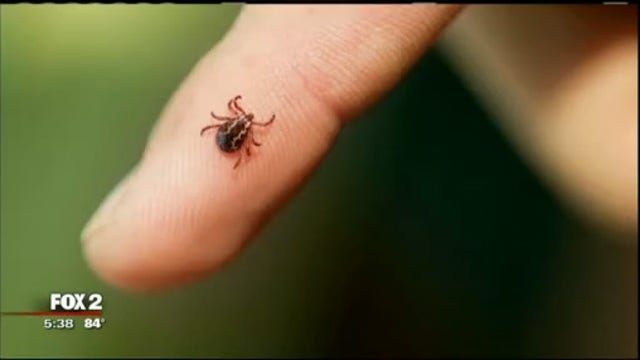 How to protect yourself from ticks this summer