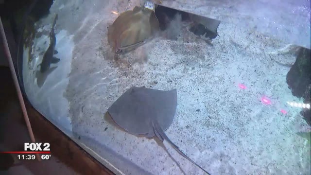 Baby sting rays born at SEA LIFE Michigan