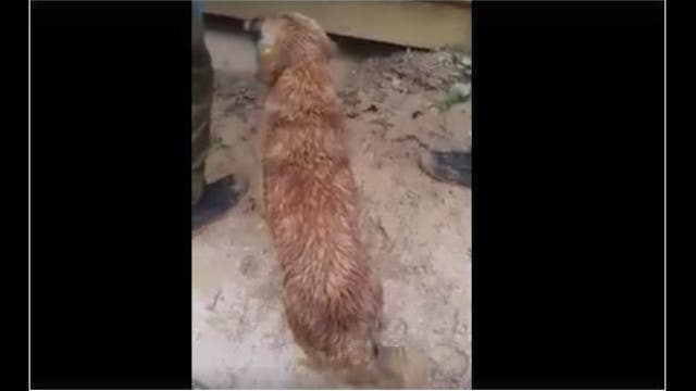 Dramatic video shows mother dog saving her trapped puppies