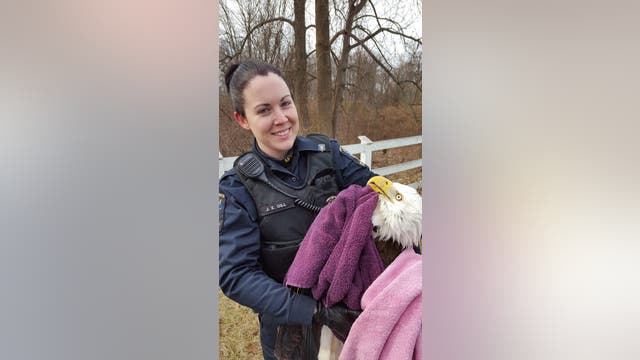 Injured bald eagle rescued by officer in Potomac