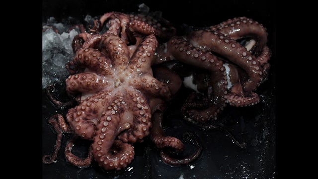 Octopus that predicted Japan's World Cup outcomes killed and sold as food