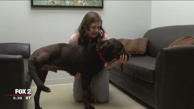 How dogs and human can team up to battle cancer with new research
