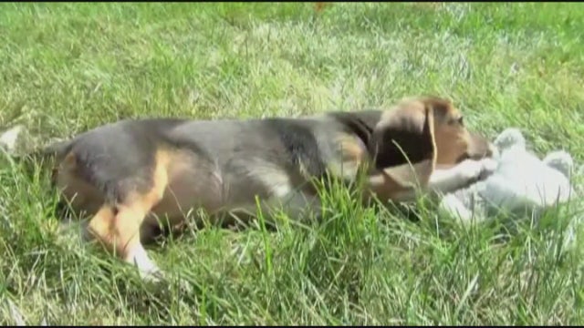 In Vitro Fertilization used to create test tube puppies for 1st time