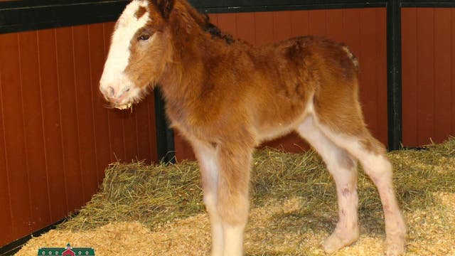 New member of beer company's team of Clydesdale horses born