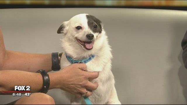 Michigan Humane Society hosting 30th annual Purrfect Bow Wow Brunch