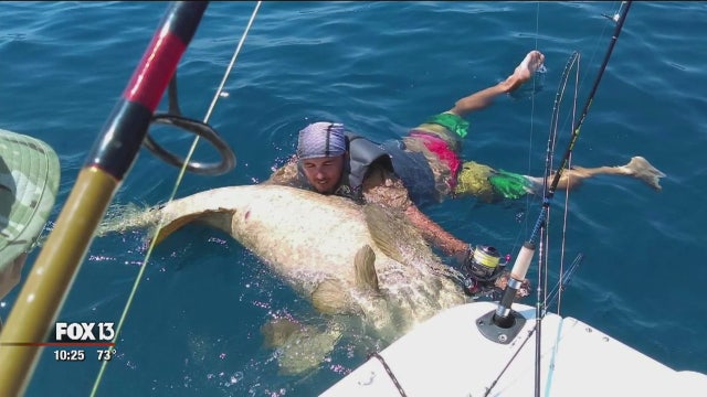 St. Pete fisherman catches Goliath grouper in Gulf